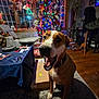 dog, christmas_tree, holiday_lights, living_room, carpet, table, chair, box, window, decorations, festive, pet, indoor, wood_floor, smiling_dog, collar, home, furniture, plant, night