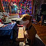 Char-Lee is registered to the contest to win money with this photo: box, chair, christmas_tree, collar, dog, festive, furniture, gift, holiday_decorations, home, indoor, lights, living_room, ornaments, pet, plant, rug, table, window, wood_floor