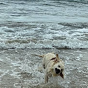 Alaska participe au concours pour gagner de l'argent avec cette photo : active, animal, beach, canine, coast, dog, fun, motion, nature, outdoor, pet, playful, sea, shore, shoreline, splash, summer, water, waves, wet