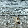 active, animal, beach, canine, coast, dog, fun, motion, nature, outdoor, pet, playful, sea, shore, shoreline, splash, summer, water, waves, wet
