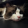 Nervy joined the competition — help win amazing prizes! alert, animal, black_and_white, cat, close_up, cute, dark_background, eyes, fluffy, fur, indoors, kitten, long_hair, lying_down, pet, photography, pink_nose, portrait, tuxedo_cat, whiskers