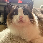 Nervy is registered to the contest to win money with this photo: animal, black_and_white, cat, close_up, couch, cute, fluffy, furniture, home, indoor, kitten, long_hair, pet, pink_nose, portrait, relaxed, round_eyes, soft_fur, staring, whiskers