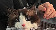 Nervy joined the competition — help win amazing prizes! animal, black_and_white, blue_eyes, camouflage, cat, close_up, face, feline, fluffy, hand, human, indoors, kitten, long_hair, mesh, pet_carrier, pink_nose, portrait, travel, whiskers