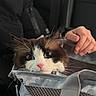 cat, kitten, black_and_white, fluffy, long_hair, pet_carrier, camouflage, animal, feline, whiskers, blue_eyes, pink_nose, face, close_up, indoors, hand, human, travel, mesh, portrait
