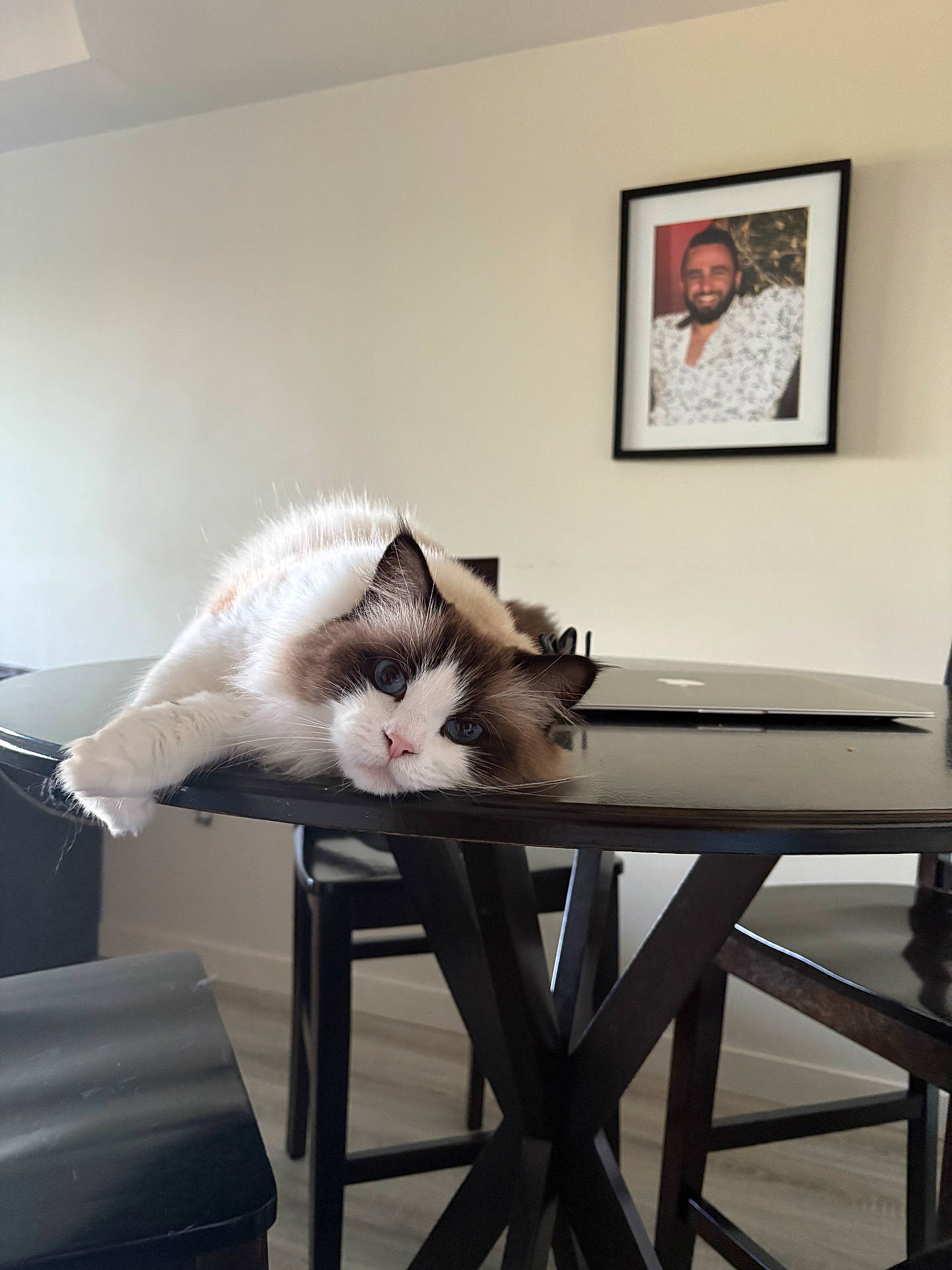 blue_eyes, brown_markings, cat, chairs, cute, dining_room, fluffy_cat, framed_portrait, furniture, home, indoor, laptop, lying_down, photography, pink_nose, ragdoll_cat, relaxed, table, wall, white_fur