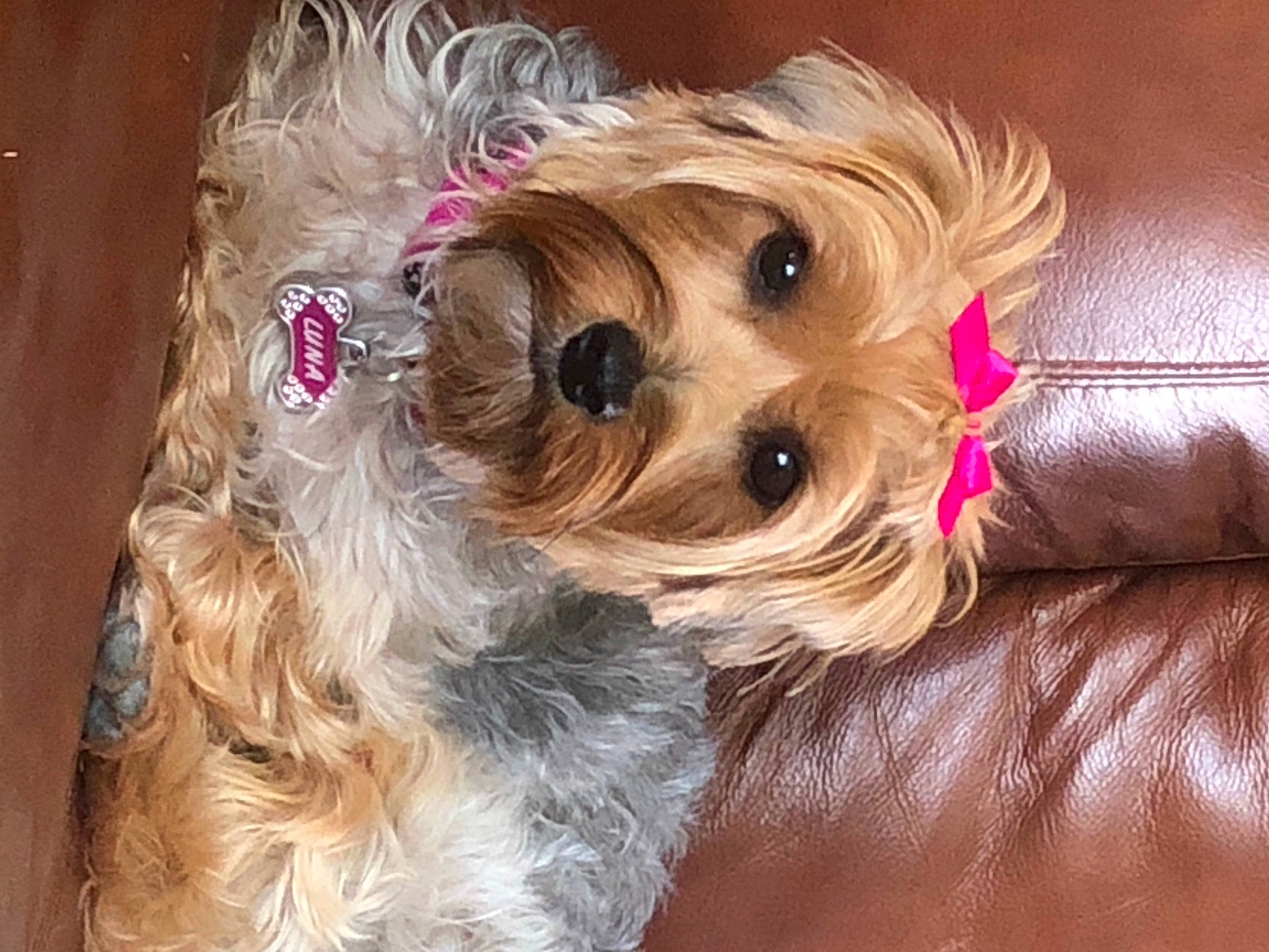 Luna joined the competition — help win amazing prizes! canidae, carnivore, companion_dog, dog, dog_breed, dog_clothes, dog_supply, fawn, firefighter, fur, liver, small_terrier, snout, sporting_group, terrier, toy, toy_dog, working_animal, yorkipoo, yorkshire_terrier