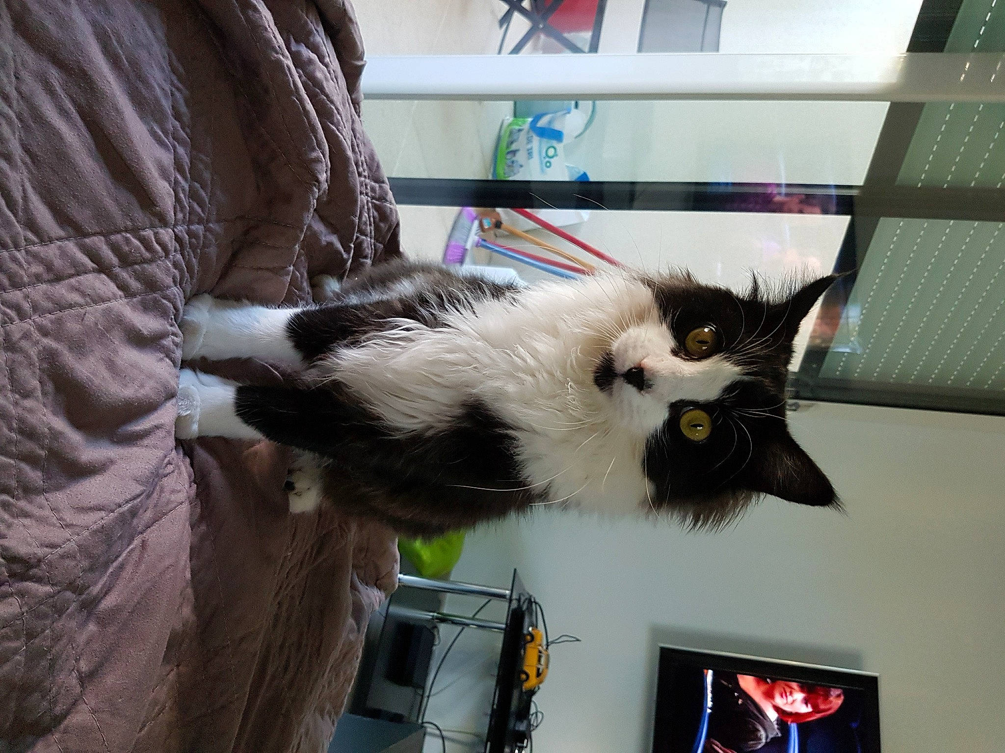 Loupiot participe au concours pour gagner de l'argent avec cette photo : carnivore, cat, domestic_long_haired_cat, felidae, fur, small_to_medium_sized_cats, whiskers