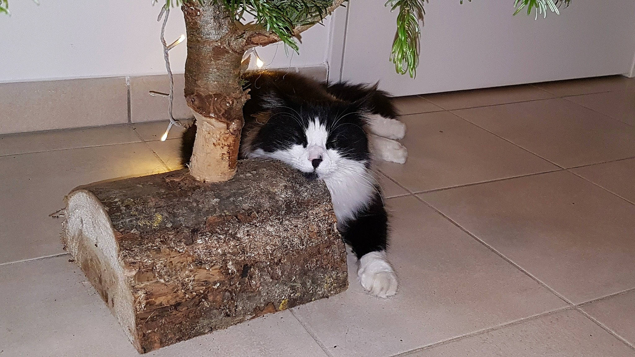 Loupiot participe au concours pour gagner de l'argent avec cette photo : carnivore, cat, domestic_short_haired_cat, european_shorthair, felidae, small_to_medium_sized_cats, tail, whiskers