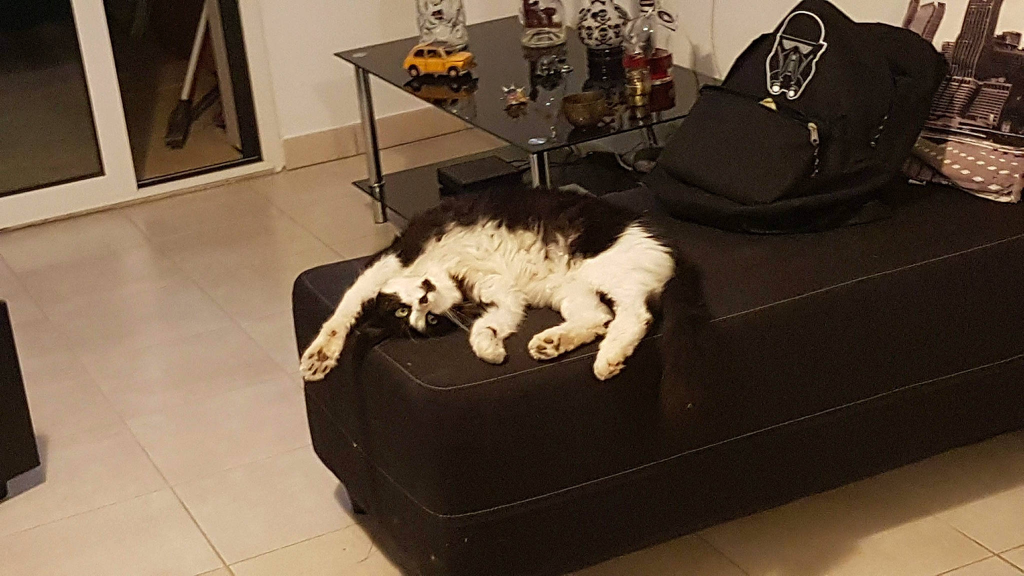 Loupiot a rejoint le concours — aidez-le/la à gagner de superbes lots ! canidae, carnivore, cat, companion_dog, felidae, fur, paw, petit_basset_griffon_vendeen, small_to_medium_sized_cats