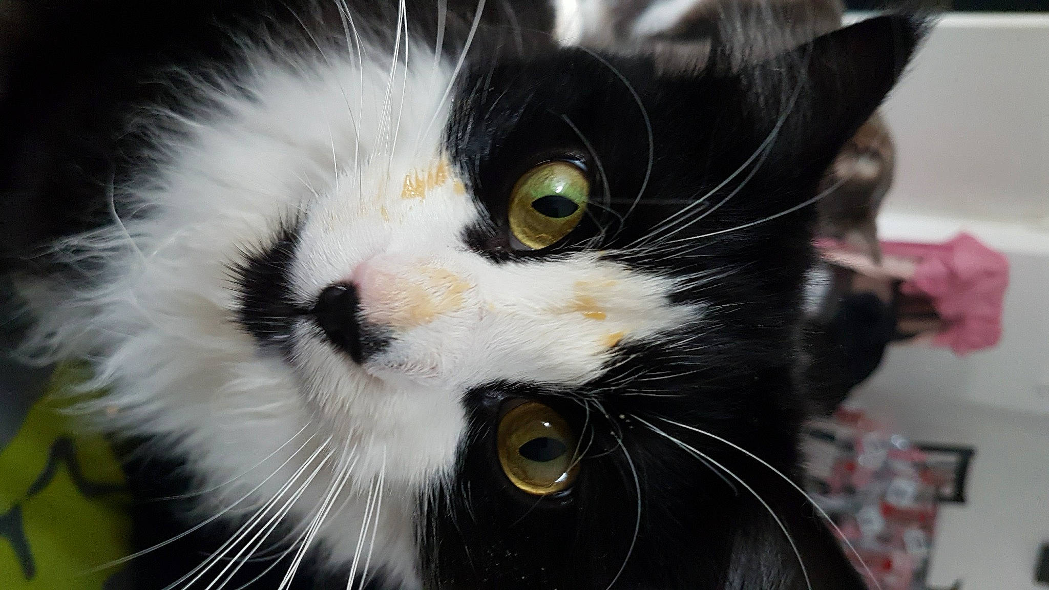 Loupiot a rejoint le concours — aidez-le/la à gagner de superbes lots ! black, black_and_white, black_cat, carnivore, cat, close_up, domestic_long_haired_cat, eye, felidae, fur, iris, kitten, mammal, norwegian_forest_cat, small_to_medium_sized_cats, snout, whiskers