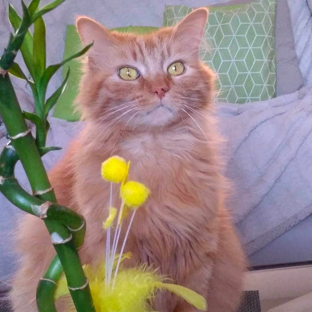 Rocky a rejoint le concours — aidez-le/la à gagner de superbes lots ! cat, orange_cat, fluffy_fur, indoor, plant, bamboo, yellow_flowers, cushion, blanket, sofa, pet, feline, domestic_animal, closeup, portrait, whiskers, curious, green, decor, cozy