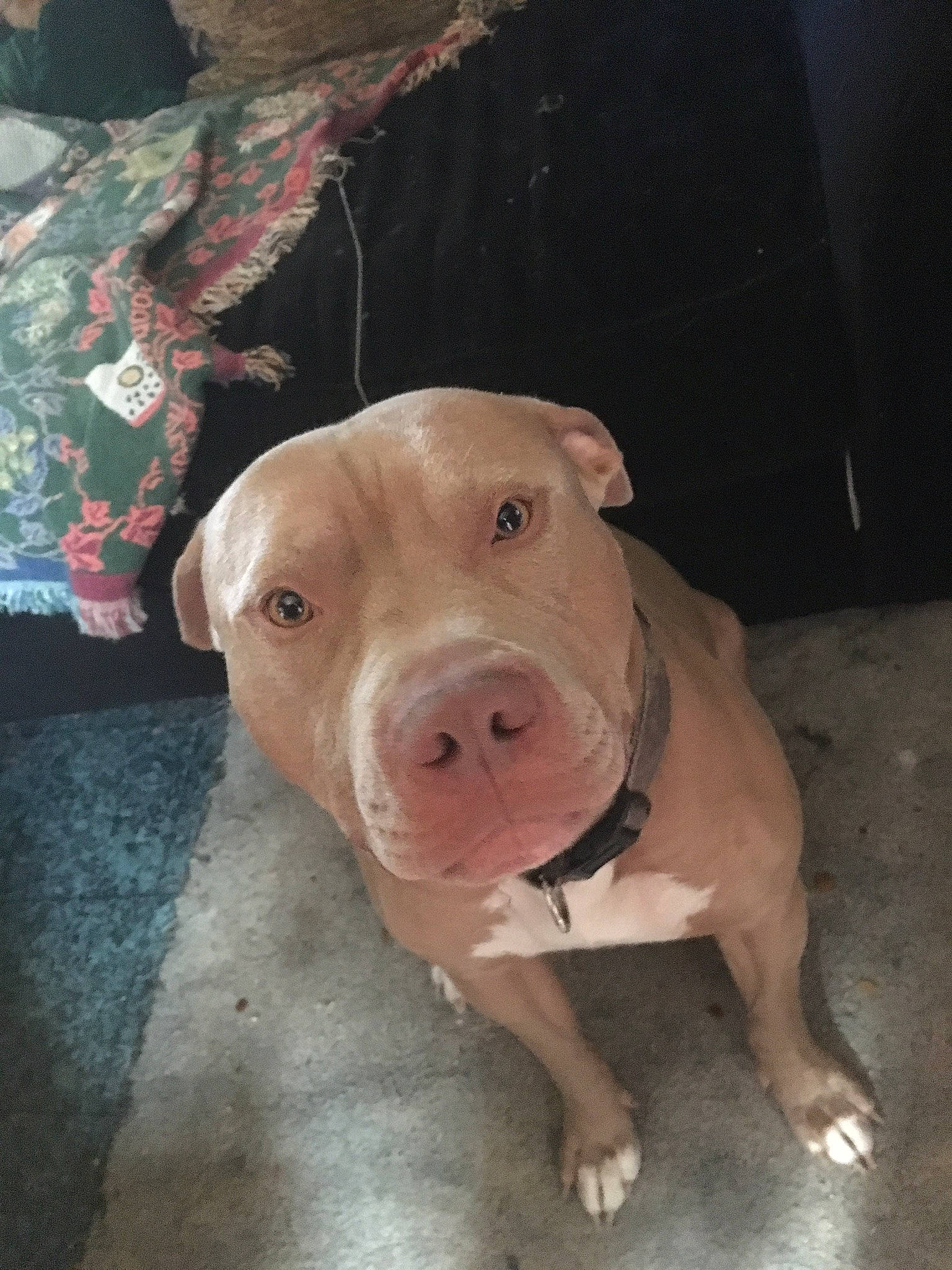 Duke is registered to the contest to win money with this photo: canidae, carnivore, companion_dog, dog, dog_breed, domestic_pig, fawn, flesh, ingredient, liver, non_sporting_group, pet_supply, snout, sporting_group, suidae, terrestrial_animal, working_animal