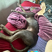 Gator joined the competition — help win amazing prizes! dog, bed, blanket, purple_robe, person, feet, indoor, relaxed, sleeping, furniture, home, red_bedspread, cage, shelf, casual_clothing, stretching, comfort, resting, paw, tail