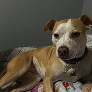 Ruby is registered to the contest to win money with this photo: dog, pet, canine, blanket, bed, collar, id_tag, paw, snout, ears, fur, eyes, portrait, indoor, resting, cozy, close_up, wall, soft_lighting, plaid_blanket