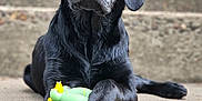 Cc joined the competition — help win amazing prizes! black_labrador, puppy, dog, toy, green_toy, yellow_toy, concrete, steps, outdoor, pet, animal, young_dog, playing, close_up, curious, paws, laying_down, cute, portrait, fur