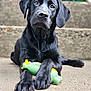 black_labrador, puppy, dog, toy, green_toy, yellow_toy, concrete, steps, outdoor, pet, animal, young_dog, playing, close_up, curious, paws, laying_down, cute, portrait, fur