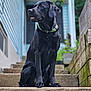 Cc is registered to the contest to win money with this photo: dog, black_dog, pet, collar, stairs, outdoor, house, greenery, concrete, animal, sitting, portrait, canine, daylight, fur, paw, looking_away, background_blur, side_view, calm