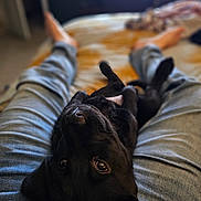 Cc joined the competition — help win amazing prizes! dog, puppy, black_dog, pet, indoor, jeans, legs, bed, blurred_background, relaxation, cute, looking_up, animal, domestic_animal, fur, snout, ears, laying_down, person, casual