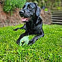 Cc is registered to the contest to win money with this photo: dog, labrador, black_dog, grass, toy, outdoor, pet, animal, playful, chewed_toy, tongue_out, happy, canine, nature, garden, summer, relaxed, muzzle, ears, paws