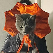 Ash is registered to the contest to win money with this photo: cat, gray_cat, costume, orange, black, ribbon, tail, pet, feline, sitting, indoor, wall, soft_surface, portrait, animal, cute, whiskers, fur, expression, dramatic