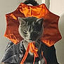 cat, gray_cat, costume, orange, black, ribbon, tail, pet, feline, sitting, indoor, wall, soft_surface, portrait, animal, cute, whiskers, fur, expression, dramatic