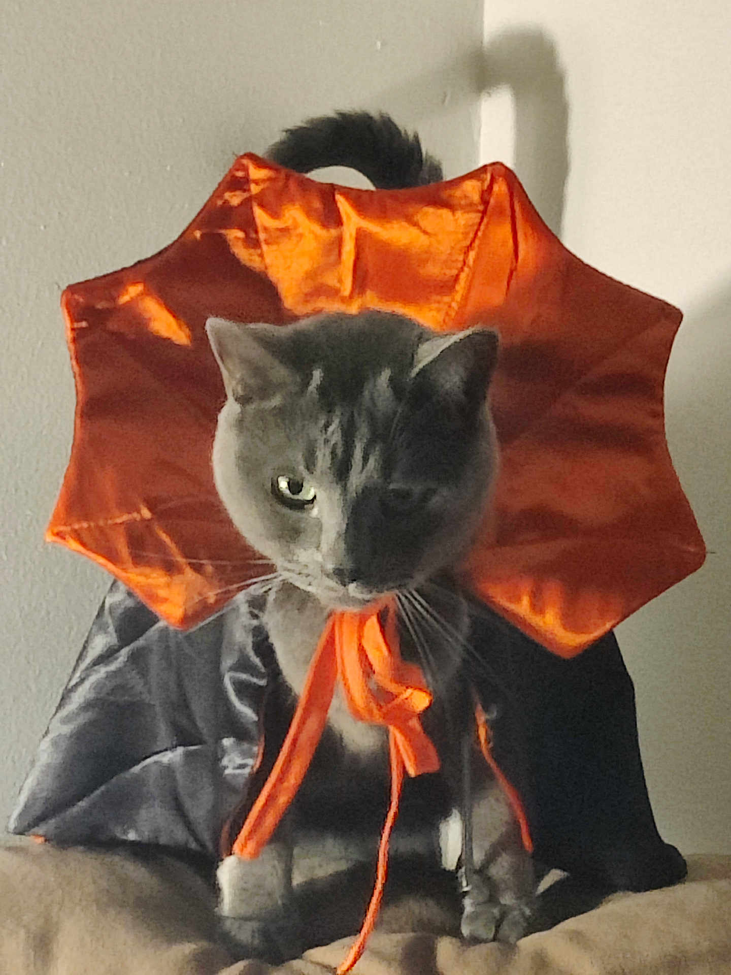 Ash is registered to the contest to win money with this photo: cat, gray_cat, costume, orange, black, ribbon, tail, pet, feline, sitting, indoor, wall, soft_surface, portrait, animal, cute, whiskers, fur, expression, dramatic