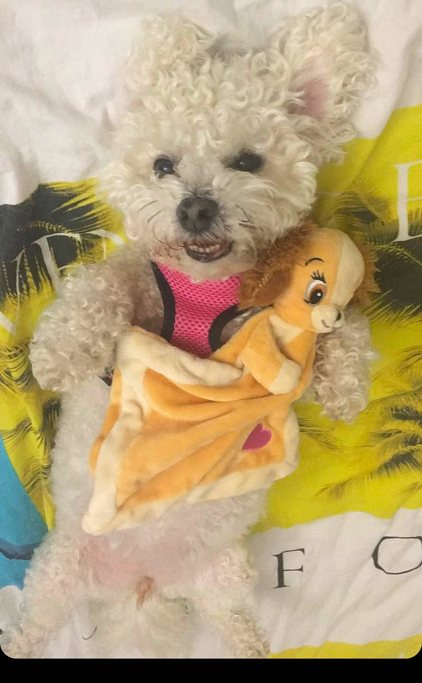 Chipie a rejoint le concours — aidez-le/la à gagner de superbes lots ! canidae, carnivore, companion_dog, dog_breed, dog_clothes, dog_supply, event, fawn, fur, non_sporting_group, pink, plush, stuffed_toy, teddy_bear, toy, toy_dog