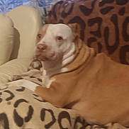 Luna is registered to the contest to win money with this photo: dog, brown, white, leopard_print, blanket, couch, indoor, pet, animal, resting, fur, ears, nose, eyes, face, comfort, home, fabric, pattern, relaxation