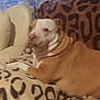 dog, brown, white, leopard_print, blanket, couch, indoor, pet, animal, resting, fur, ears, nose, eyes, face, comfort, home, fabric, pattern, relaxation