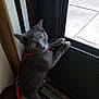 cat, gray_cat, harness, indoor, door, window, curious, pet, animal, yellow_eyes, standing, paws, leash, floor, tile, looking_back, close_up, domestic_cat, fur, whiskers