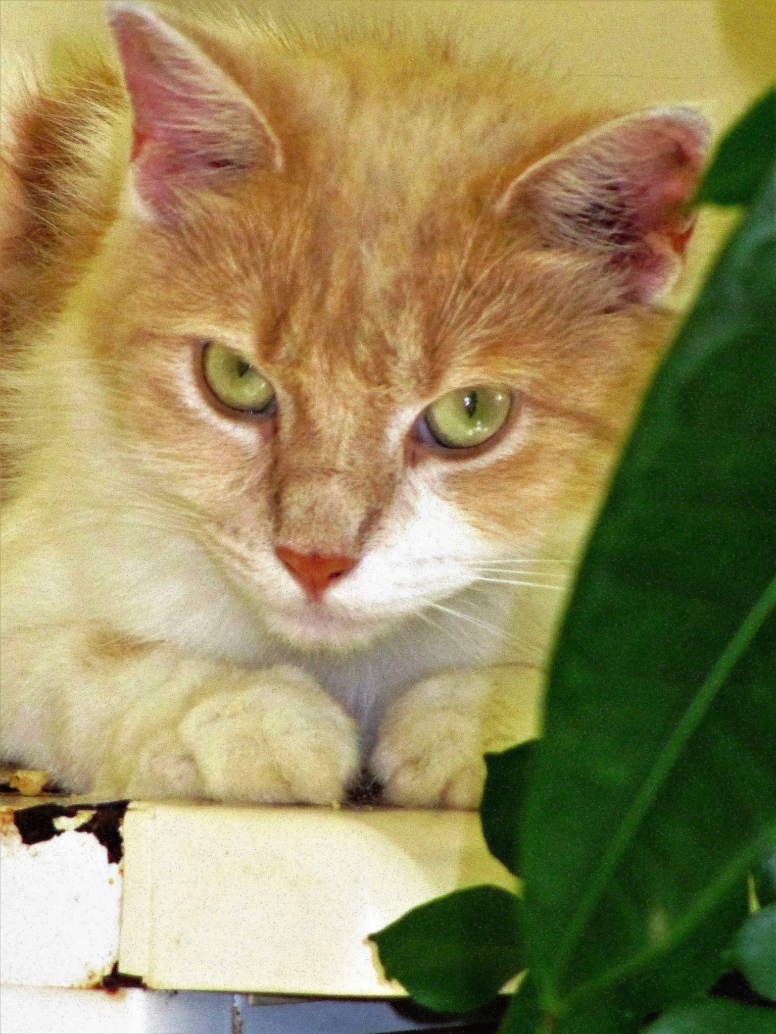 Havane a rejoint le concours — aidez-le/la à gagner de superbes lots ! carnivore, cat, cat_supply, collar, domestic_short_haired_cat, fawn, felidae, fur, grass, iris, paw, pet_supply, photo_caption, small_to_medium_sized_cats, snout, tail, whiskers