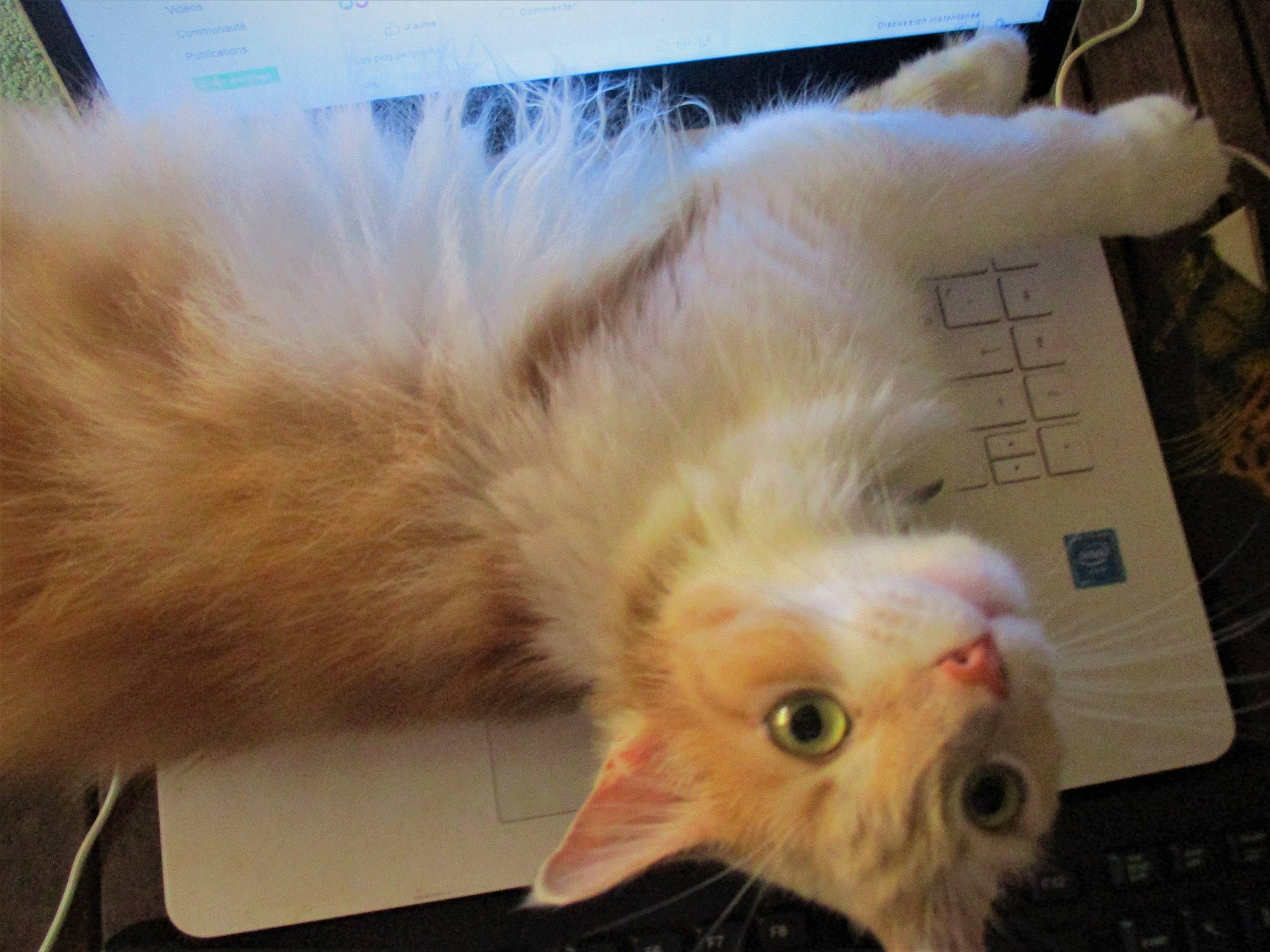 Havane a rejoint le concours — aidez-le/la à gagner de superbes lots ! carnivore, cat, claw, domestic_short_haired_cat, fawn, felidae, fur, paw, plant, small_to_medium_sized_cats, snout, tail, whiskers