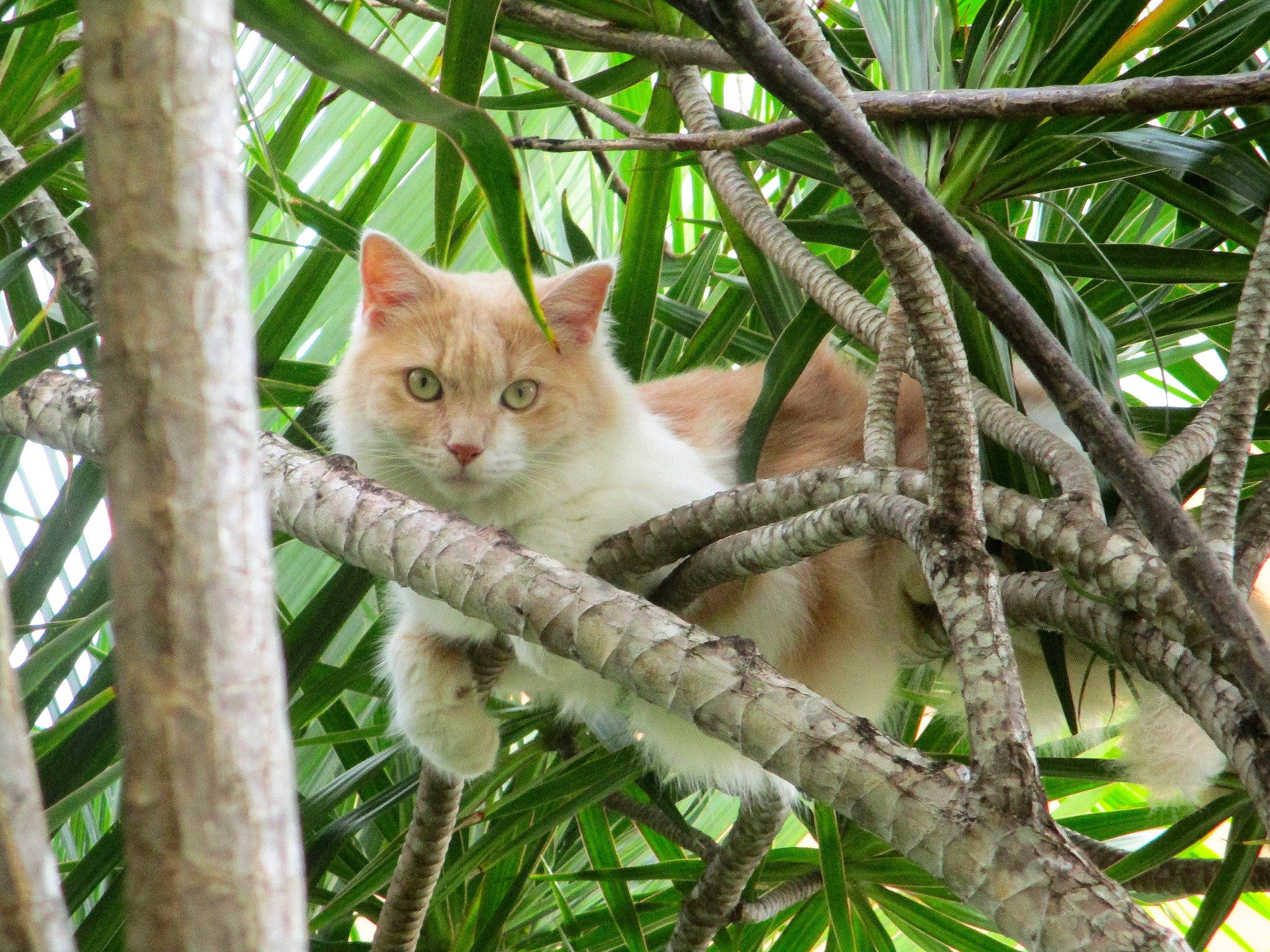 Havane a rejoint le concours — aidez-le/la à gagner de superbes lots ! botany, branch, carnivore, cat, domestic_short_haired_cat, fawn, felidae, fur, grass, plant, plant_stem, small_to_medium_sized_cats, snout, tail, tree, trunk, twig, whiskers, wildlife, wood