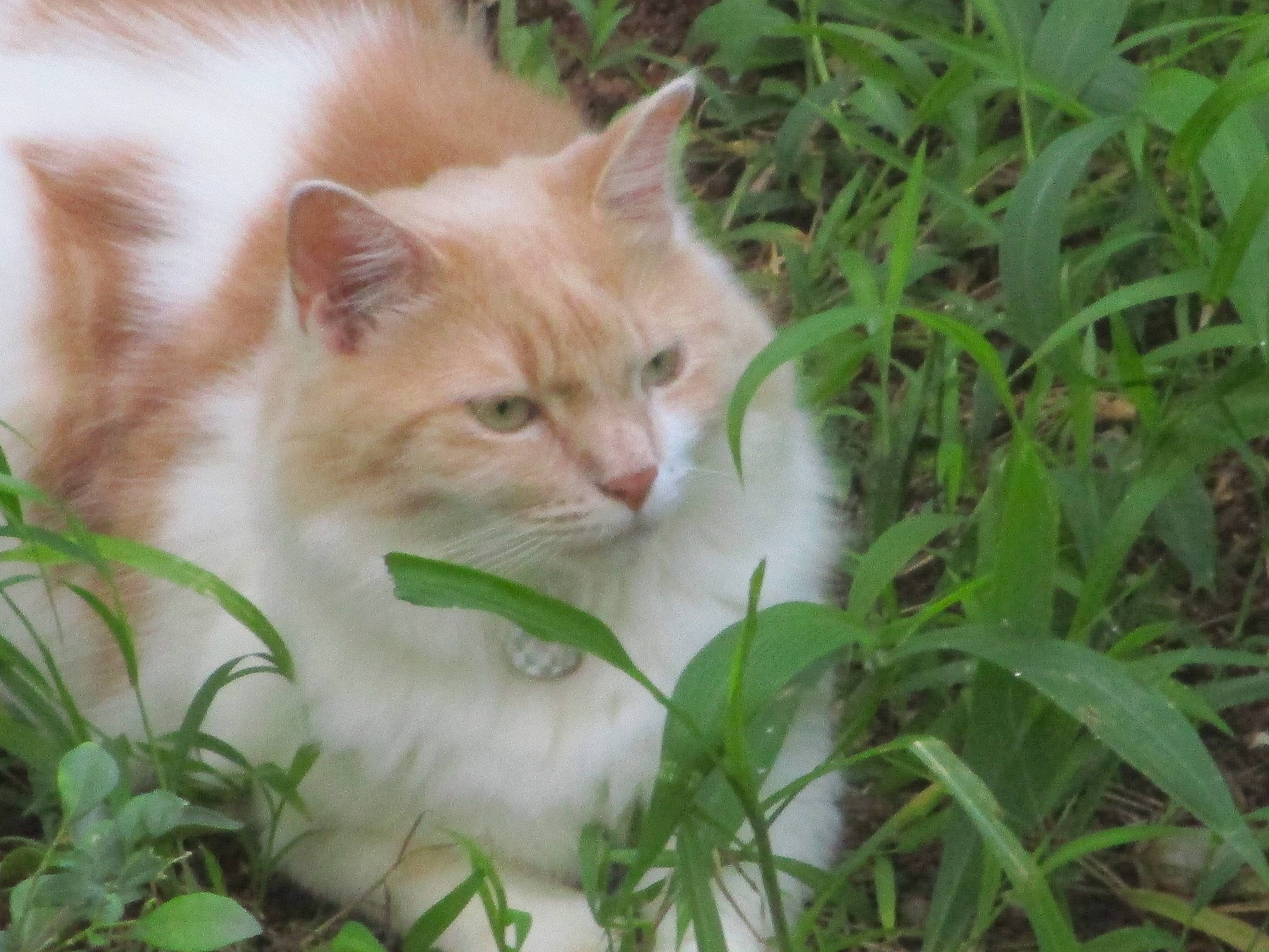 Havane participe au concours pour gagner de l'argent avec cette photo : carnivore, cat, domestic_short_haired_cat, fawn, felidae, fur, grass, grass_family, groundcover, herb, iris, plant, shrub, small_to_medium_sized_cats, snout, tail, terrestrial_animal, tree, whiskers, wood