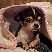 Heffa is registered to the contest to win money with this photo: