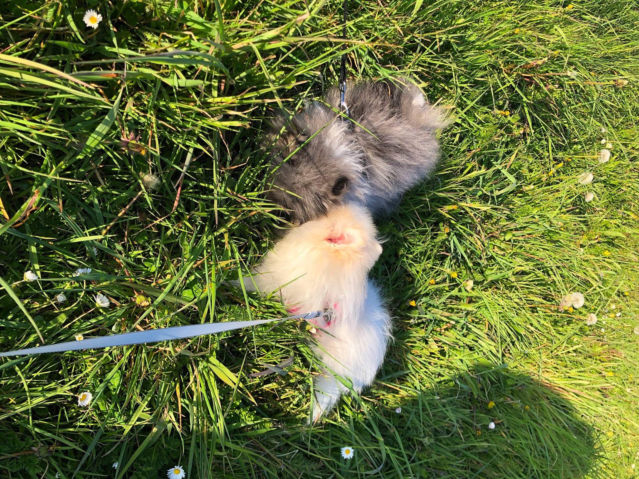 Apple Jack a rejoint le concours — aidez-le/la à gagner de superbes lots ! event, flowering_plant, fur, grass, grass_family, grassland, groundcover, herbaceous_plant, natural_material, rodent, sedge_family, tail, terrestrial_animal, terrestrial_plant, wildlife