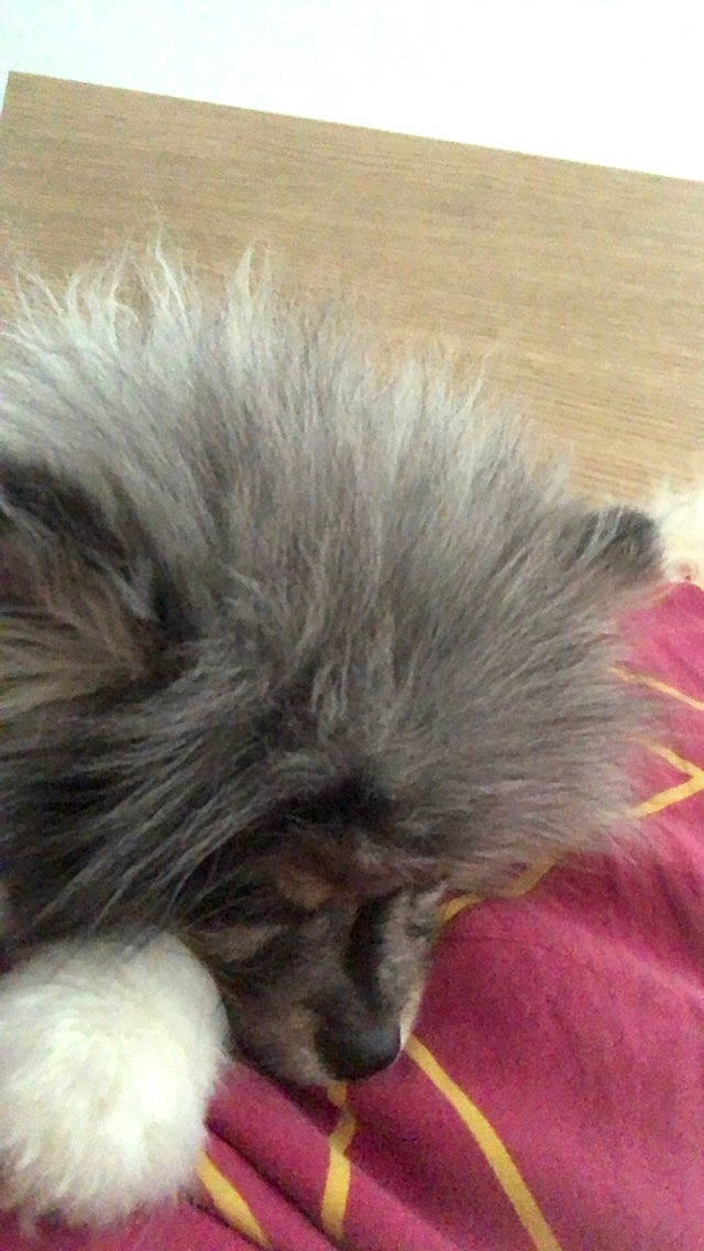 Apple Jack a rejoint le concours — aidez-le/la à gagner de superbes lots ! british_longhair, canidae, carnivore, claw, companion_dog, dog, dog_breed, fawn, felidae, fur, liver, non_sporting_group, small_to_medium_sized_cats, snout, sporting_group, tail, terrestrial_animal, toy_dog, whiskers, working_animal