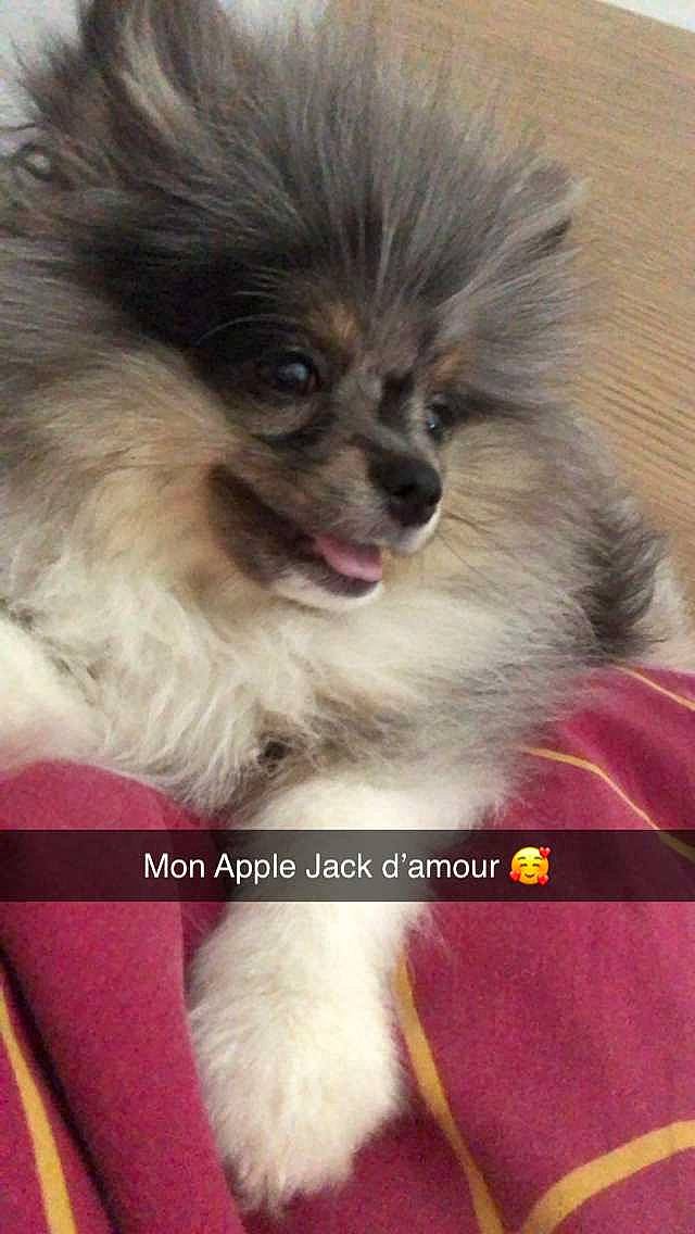 Apple Jack a rejoint le concours — aidez-le/la à gagner de superbes lots ! canidae, carnivore, collar, companion_dog, dog, dog_breed, dog_supply, eye, fawn, fur, german_spitz, german_spitz_klein, liver, pet_supply, snout, sporting_group, terrestrial_animal, toy_dog, whiskers, working_animal