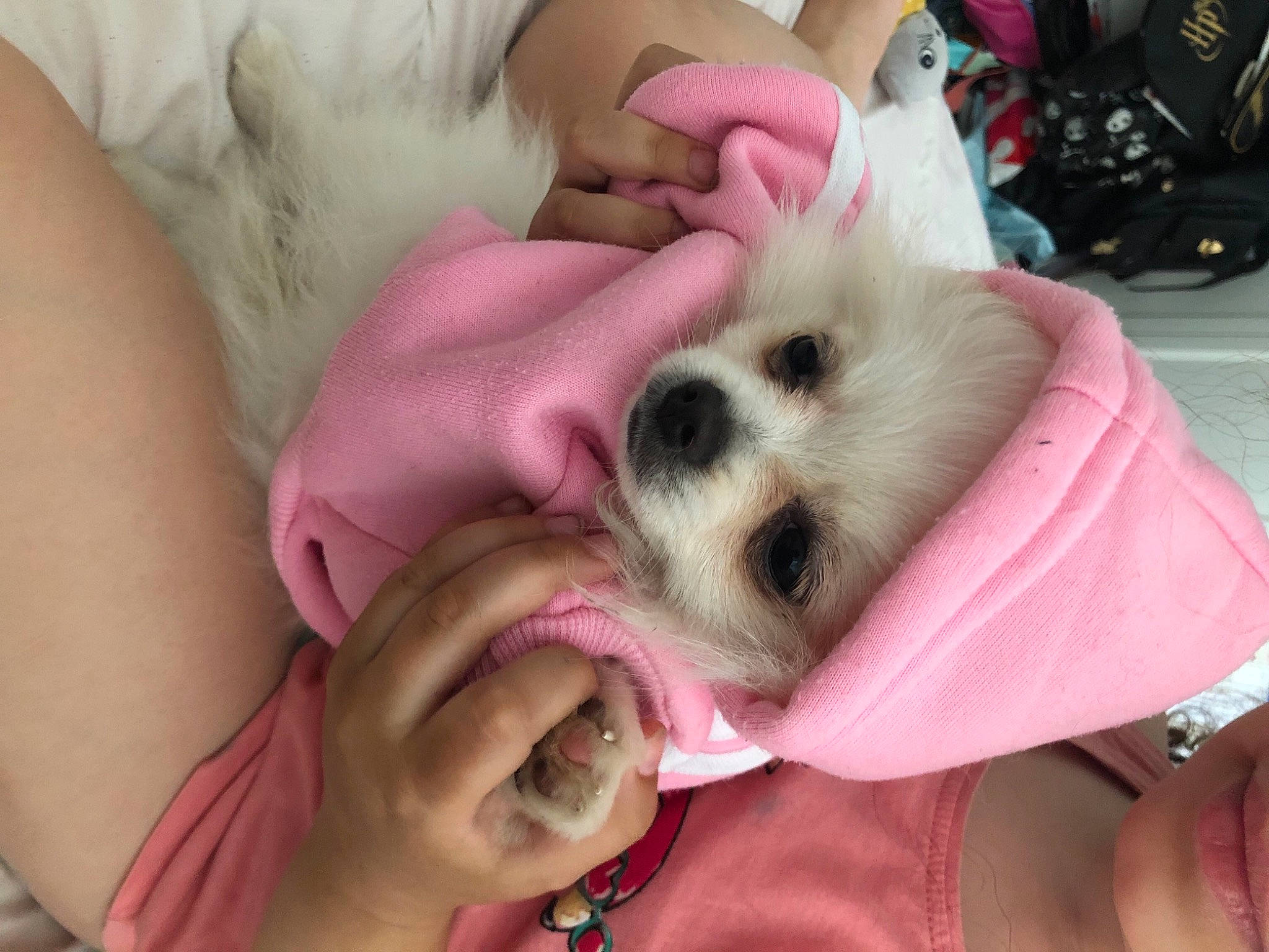 Macintosh a rejoint le concours — aidez-le/la à gagner de superbes lots ! canidae, carnivore, comfort, companion_dog, computer_keyboard, dog, dog_breed, dog_supply, ear, eyelash, fawn, finger, fur, nail, pink, pomeranian, snout, spitz, sporting_group, toy_dog