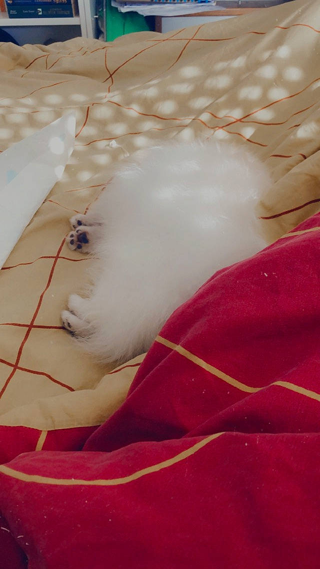 Macintosh a rejoint le concours — aidez-le/la à gagner de superbes lots ! carmine, close_up, comfort, dress, felidae, flooring, fur, linens, magenta, neck, orange, pattern, peach, room, skin, small_to_medium_sized_cats, tail, textile, whiskers, wood