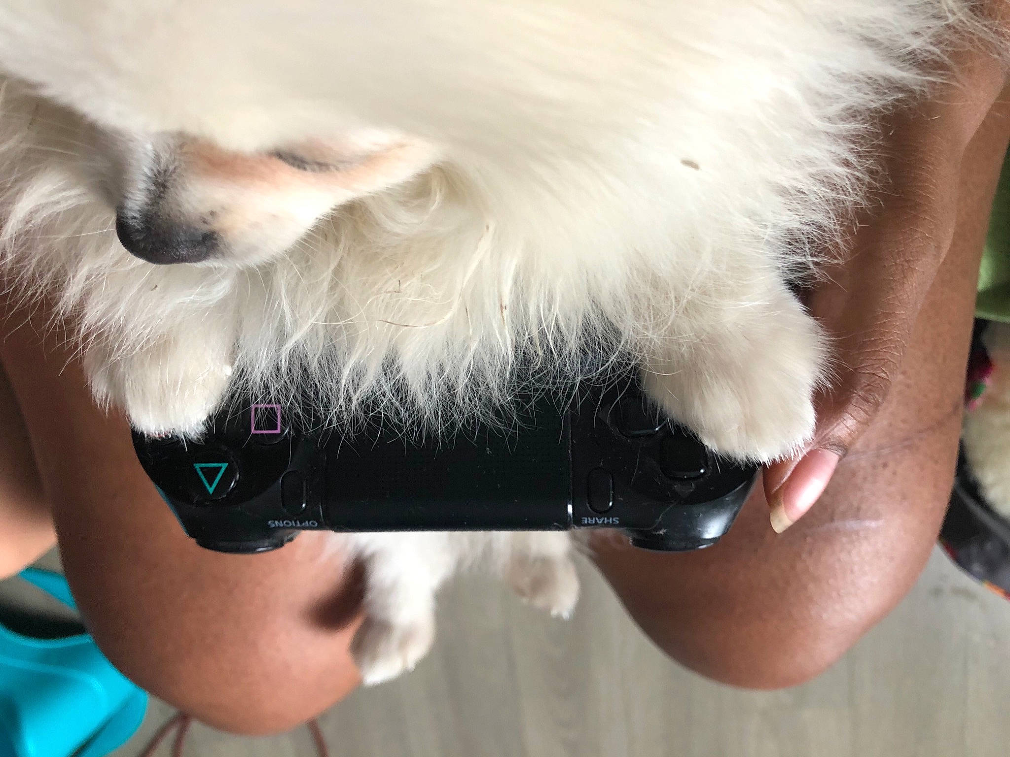 Macintosh a rejoint le concours — aidez-le/la à gagner de superbes lots ! carnivore, collar, companion_dog, dog, dog_breed, eyebrow, eyelash, eyewear, fawn, german_spitz, gesture, happy, jaw, nail, nose, selfie, snout, spitz, toy_dog, whiskers