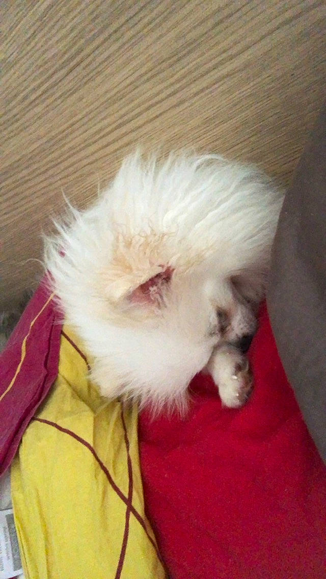 Macintosh participe au concours pour gagner de l'argent avec cette photo : canidae, carnivore, companion_dog, dog, dog_breed, ear, fawn, feather, felidae, fur, paw, samoyed, small_to_medium_sized_cats, snout, spitz, sporting_group, tail, toy_dog, volpino_italiano, whiskers