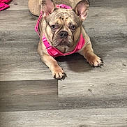 Celine joined the competition — help win amazing prizes! animal, canine, cute, dog, domestic_animal, ears, expression, floor, french_bulldog, fur, indoor, looking_at_camera, lying_down, mammal, paw, pet, pink_harness, snout, wood_floor, young_dog