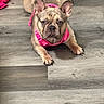 animal, canine, cute, dog, domestic_animal, ears, expression, floor, french_bulldog, fur, indoor, looking_at_camera, lying_down, mammal, paw, pet, pink_harness, snout, wood_floor, young_dog
