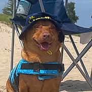 Mr. Noodle joined the competition — help win amazing prizes! accessories, animal, architecture, beach, building, canine, coast, dog, face, head, nature, outdoors, person, pet, puppy, sea, shelter, shoreline, sunglasses, water