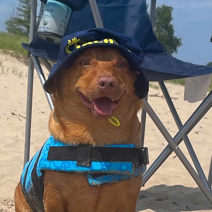 Mr. Noodle joined the competition — help win amazing prizes! accessories, animal, architecture, beach, building, canine, coast, dog, face, head, nature, outdoors, person, pet, puppy, sea, shelter, shoreline, sunglasses, water