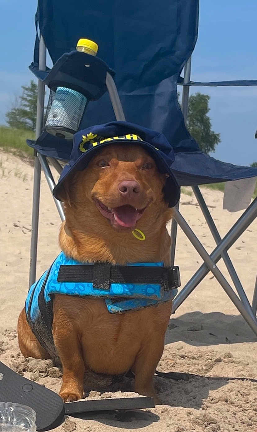 Mr. Noodle joined the competition — help win amazing prizes! accessories, animal, architecture, beach, building, canine, coast, dog, face, head, nature, outdoors, person, pet, puppy, sea, shelter, shoreline, sunglasses, water