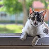 Tigrou a rejoint le concours — aidez-le/la à gagner de superbes lots ! cat, animal, pet, windowsill, white_and_gray, fur, whiskers, ears, eyes, outdoor, background_blur, nature, relaxed, curious, portrait, domestic_animal, closeup, resting, window, daylight