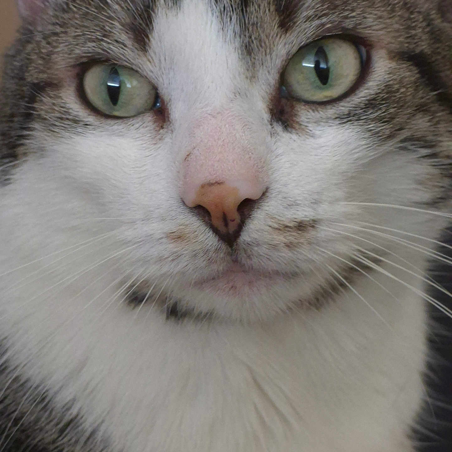 Tigrou