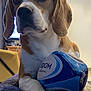 animal, ball, beagle, bulldog, canine, dog, football, hound, labradorretriever, pet, pointer, puppy, racket, rugby, rugbyball, soccer, soccerball, sphere, sport